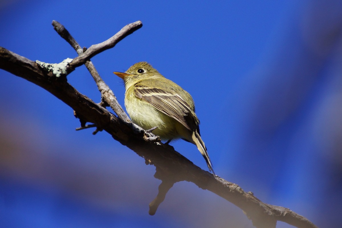 Western Flycatcher - ML613480701