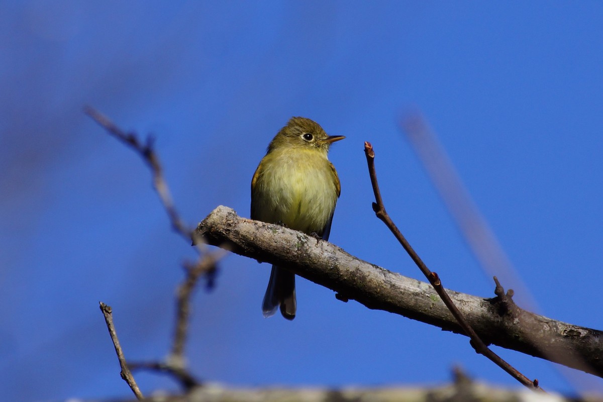 Western Flycatcher - ML613480702