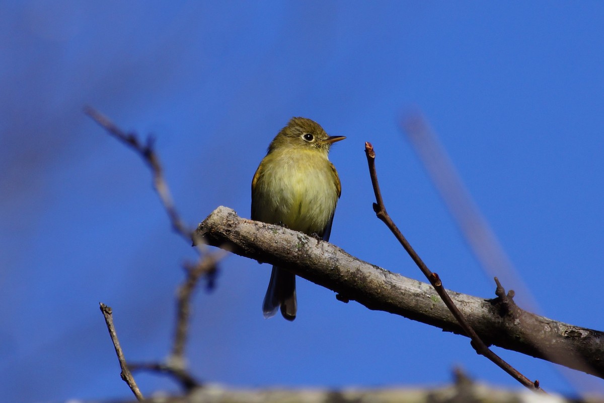 Western Flycatcher - ML613480702