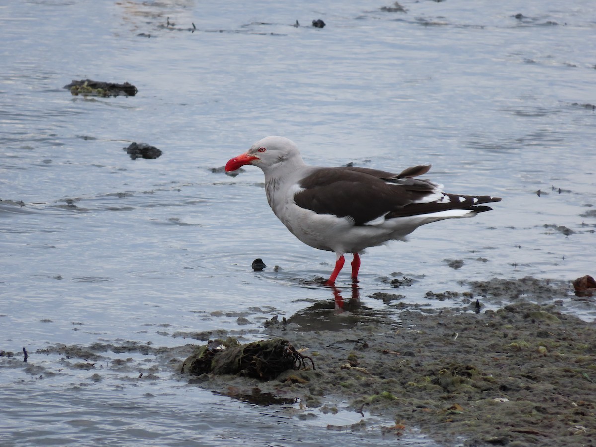 Dolphin Gull - ML613480725