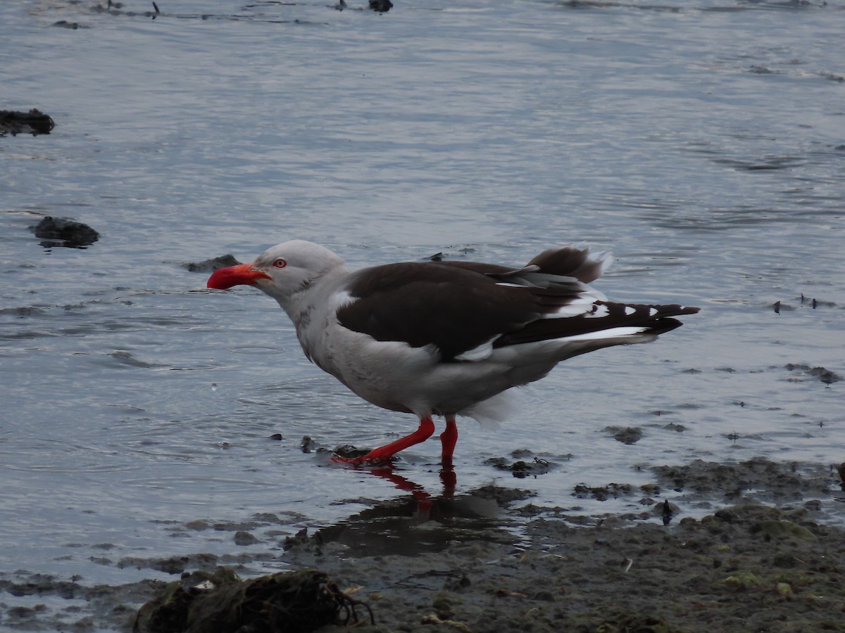 Dolphin Gull - ML613480726