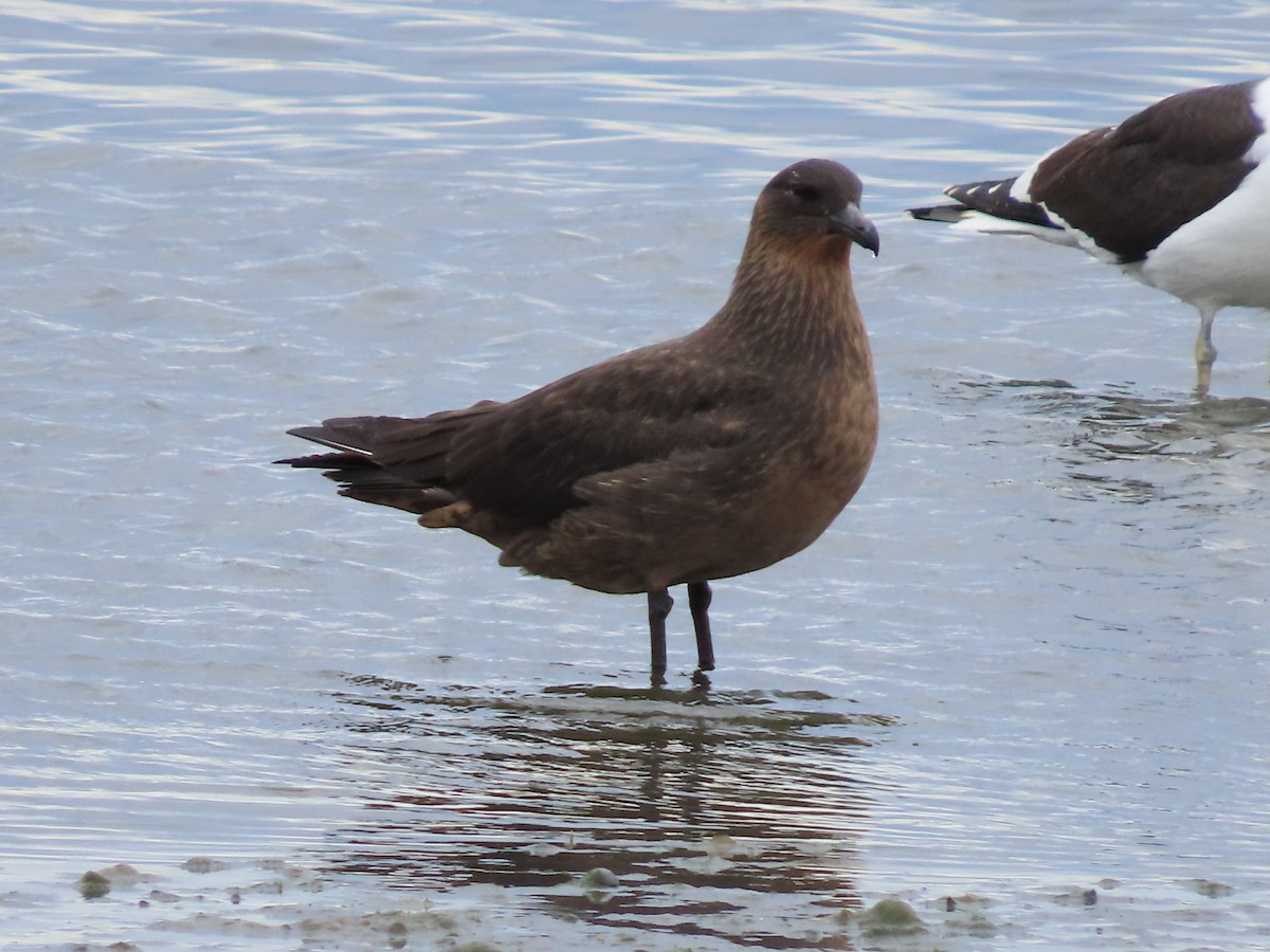 Chilean Skua - ML613480745