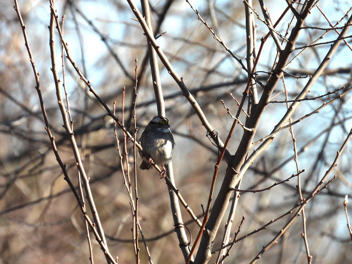 White-throated Sparrow - ML613480769
