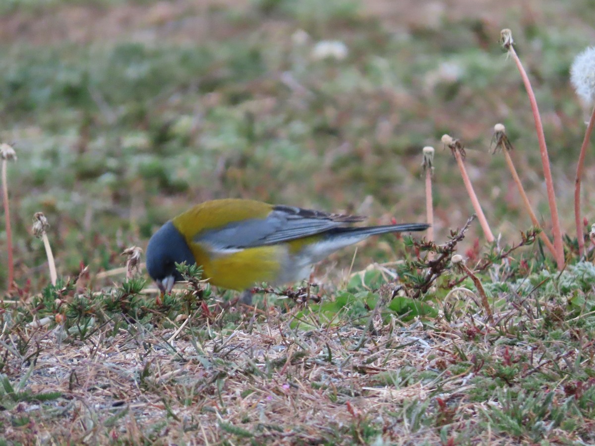 Gray-hooded Sierra Finch - Nelson Contardo