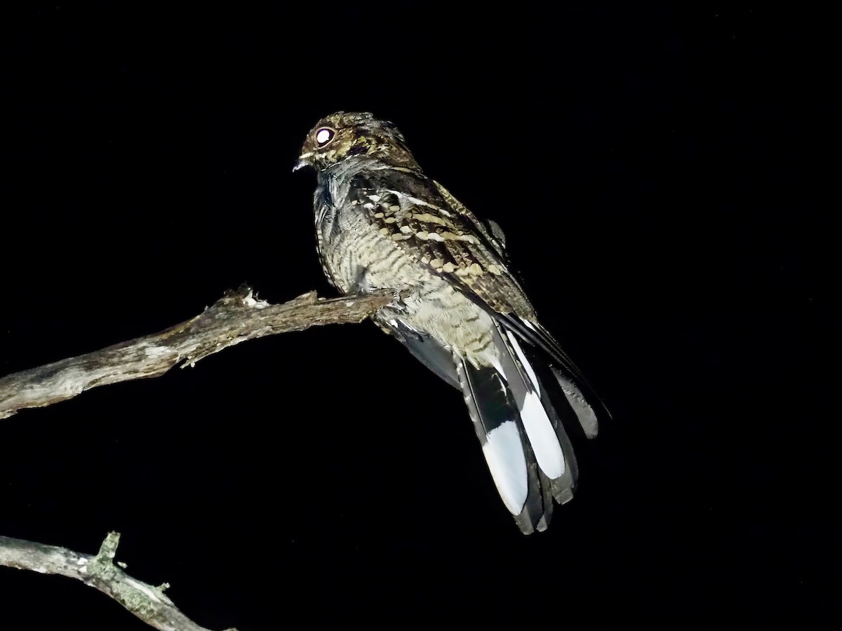 Large-tailed Nightjar - ML613480809