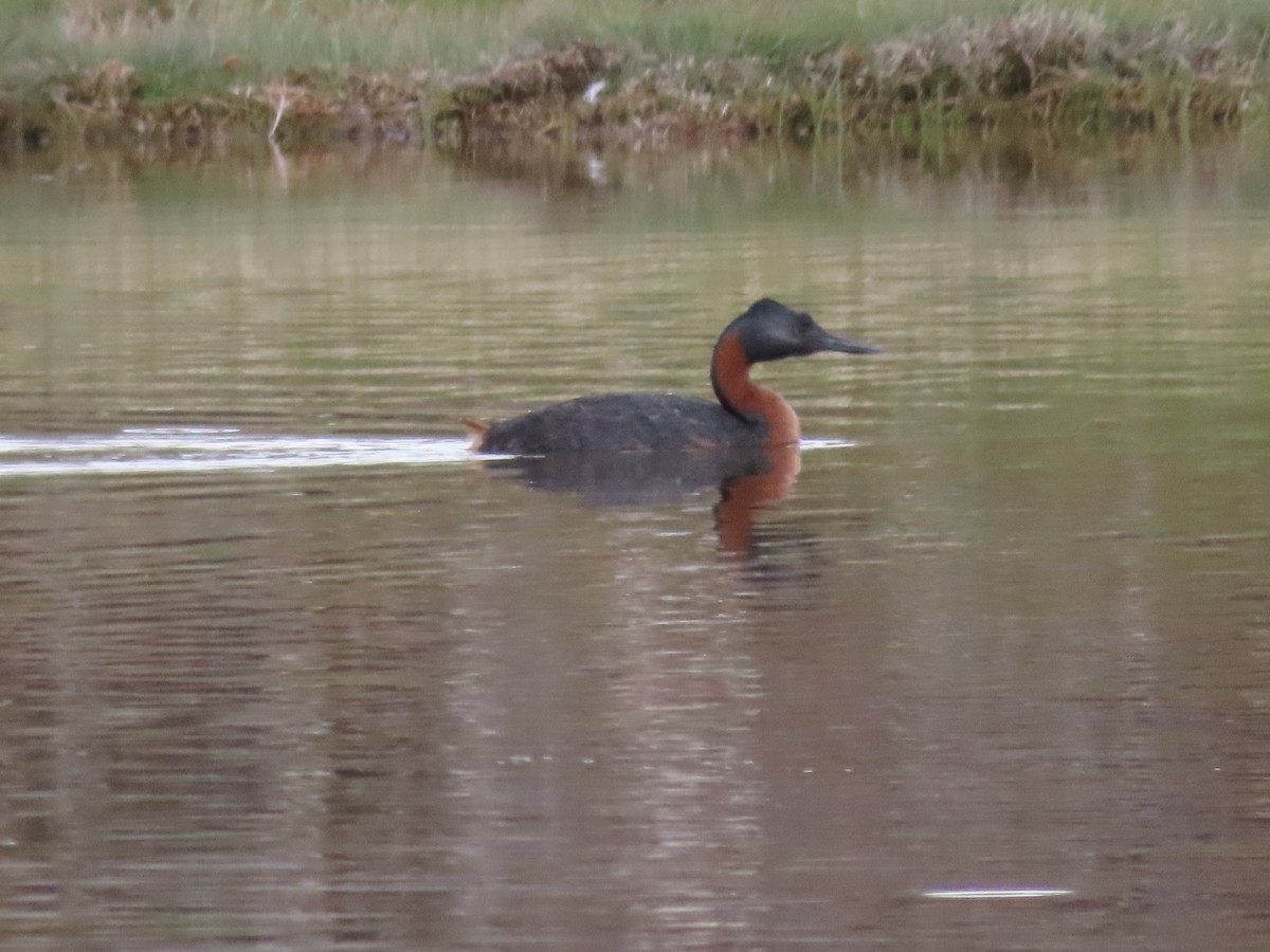 Great Grebe - ML613480858