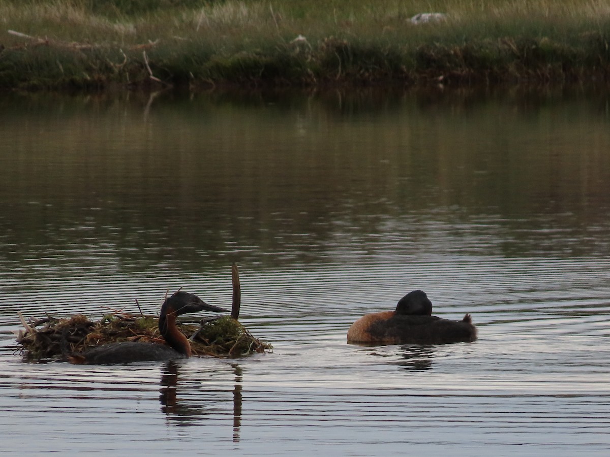 Great Grebe - ML613480859