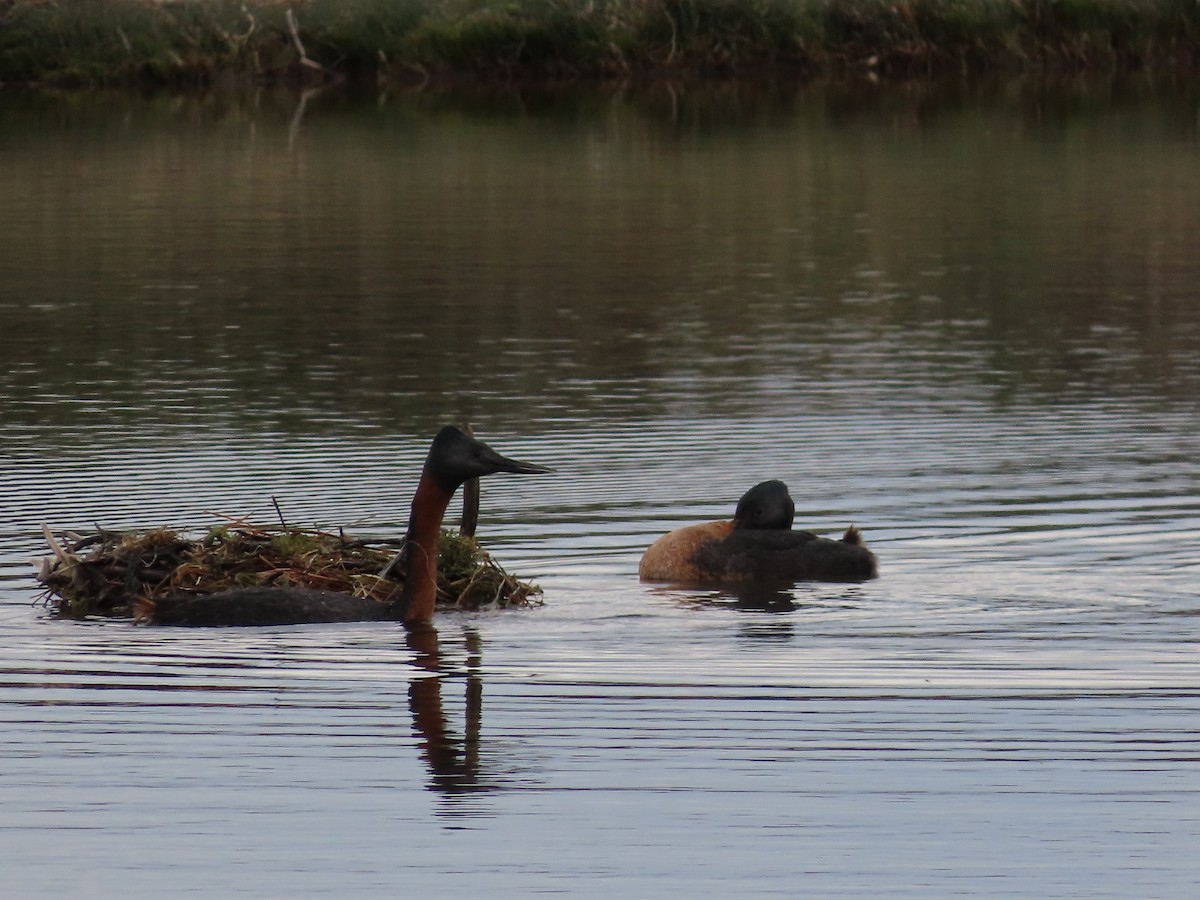 Great Grebe - ML613480860