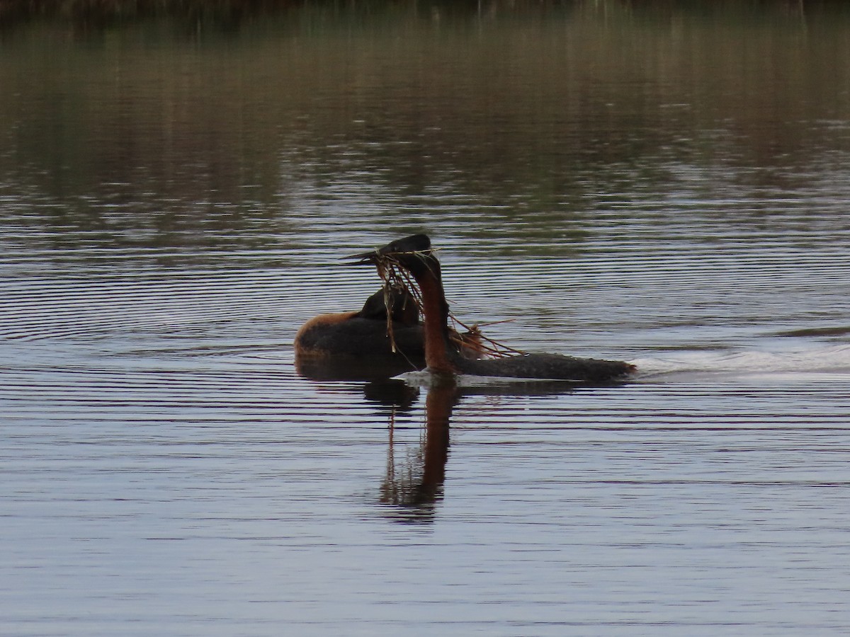 Great Grebe - ML613480861