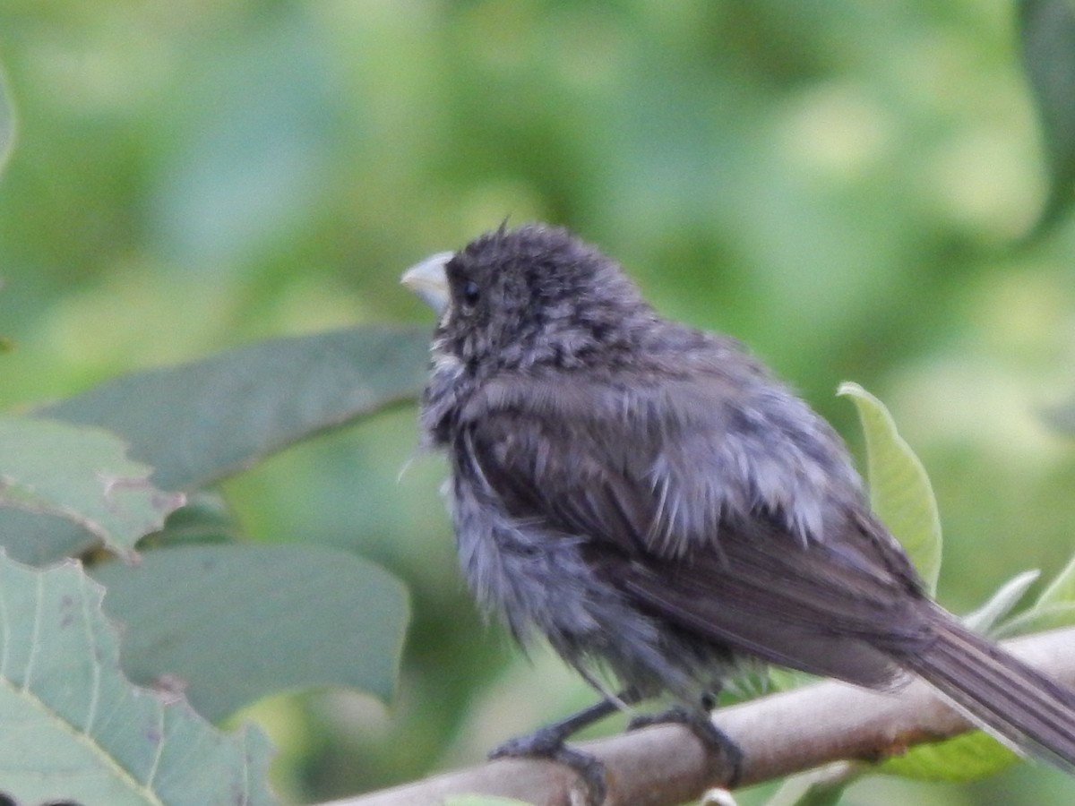 Dubois's Seedeater - Cláudio Bruna