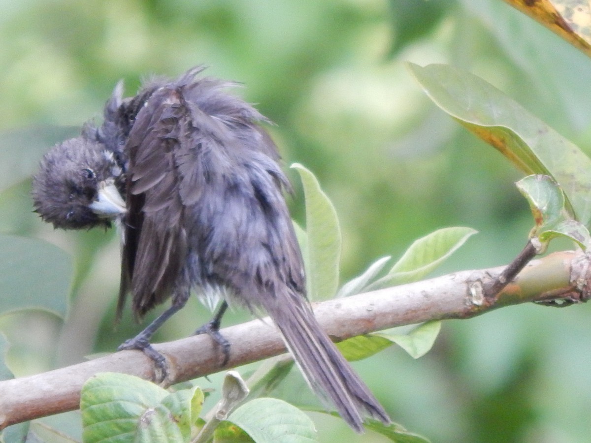 Dubois's Seedeater - ML613480880