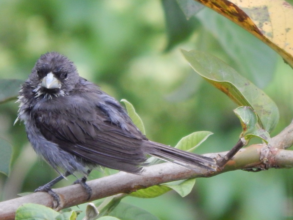 Dubois's Seedeater - ML613480881