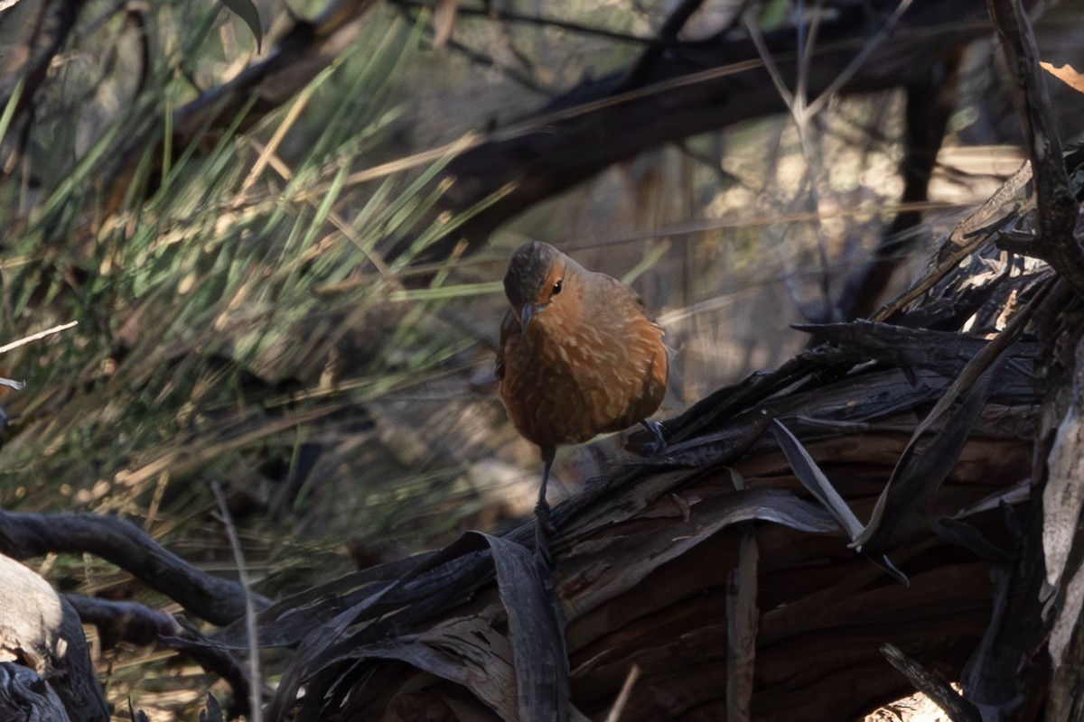 Rufous Treecreeper - ML613480890