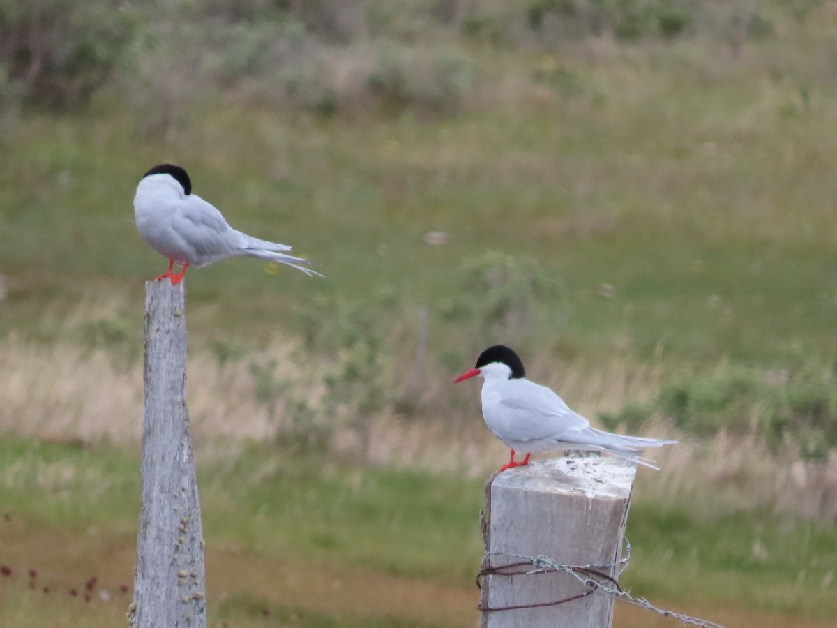 South American Tern - Nelson Contardo