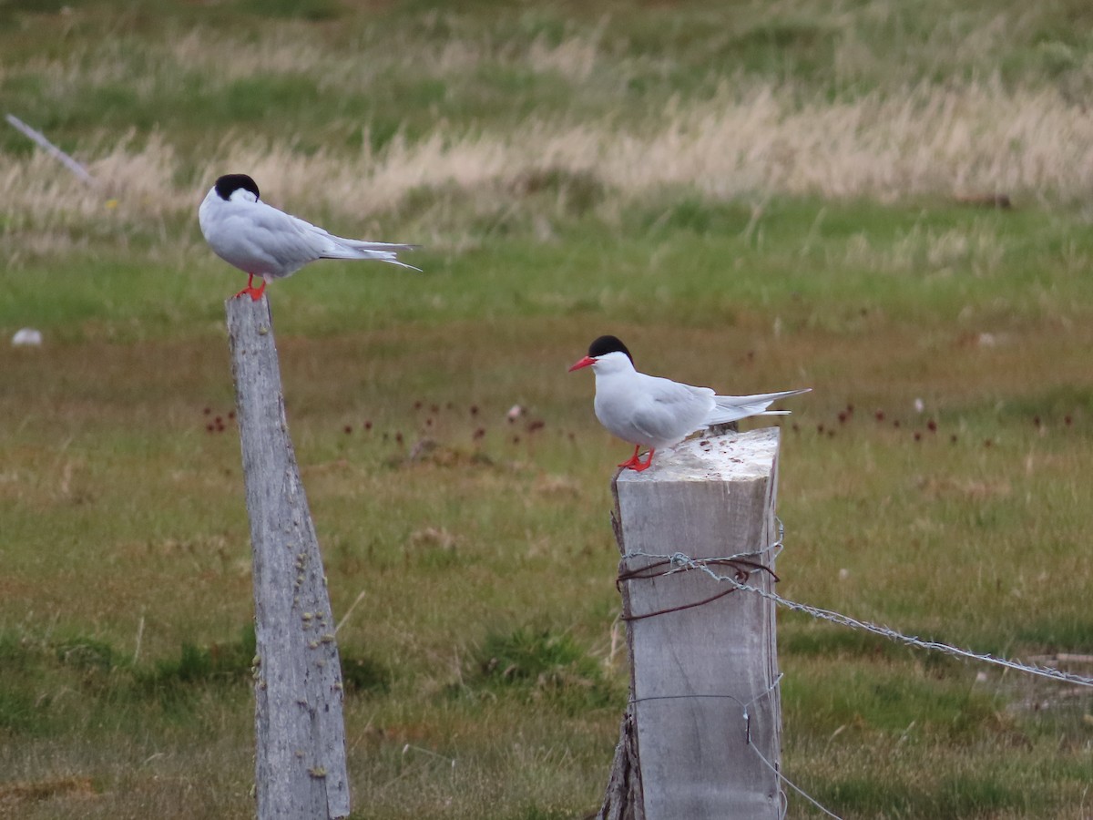 South American Tern - ML613480893