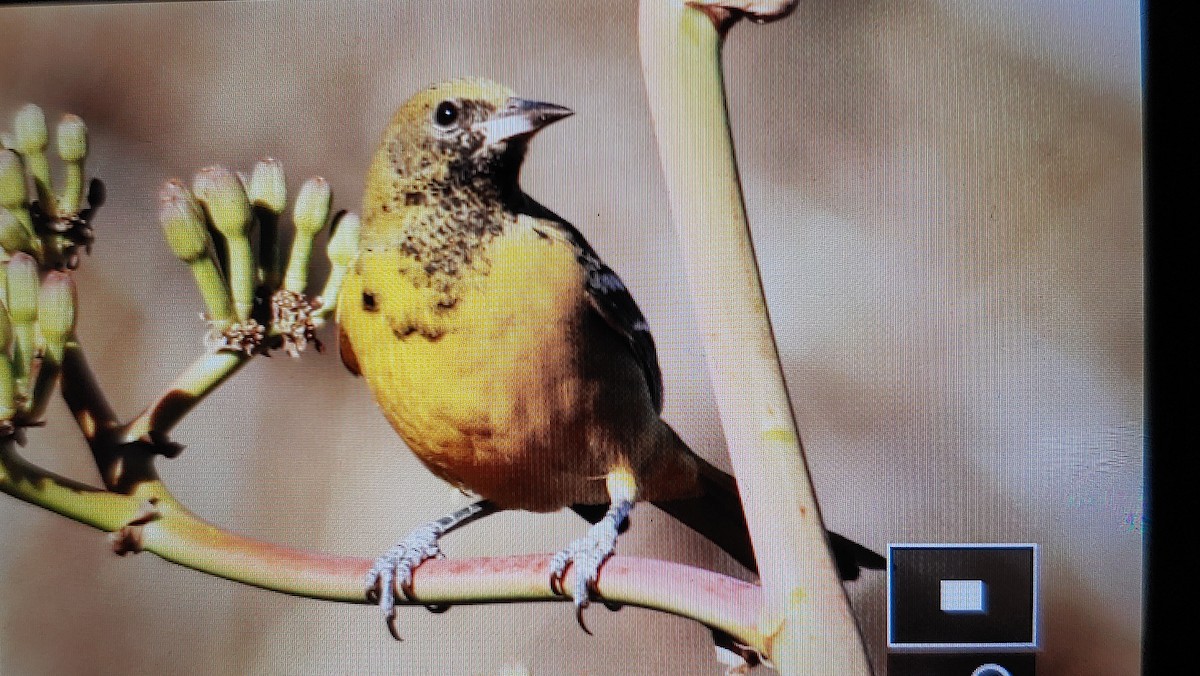 Oriole jaune-verdâtre - ML613480926