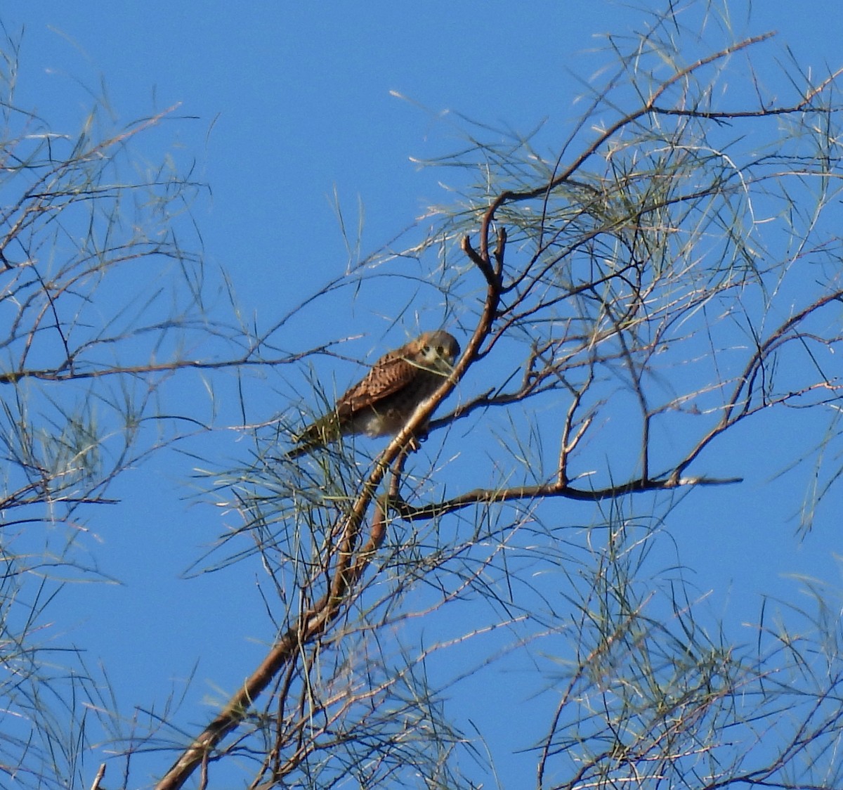 American Kestrel - ML613480931