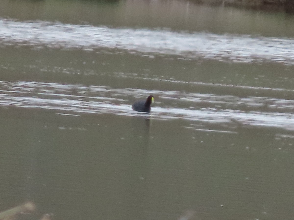 White-winged Coot - ML613480934