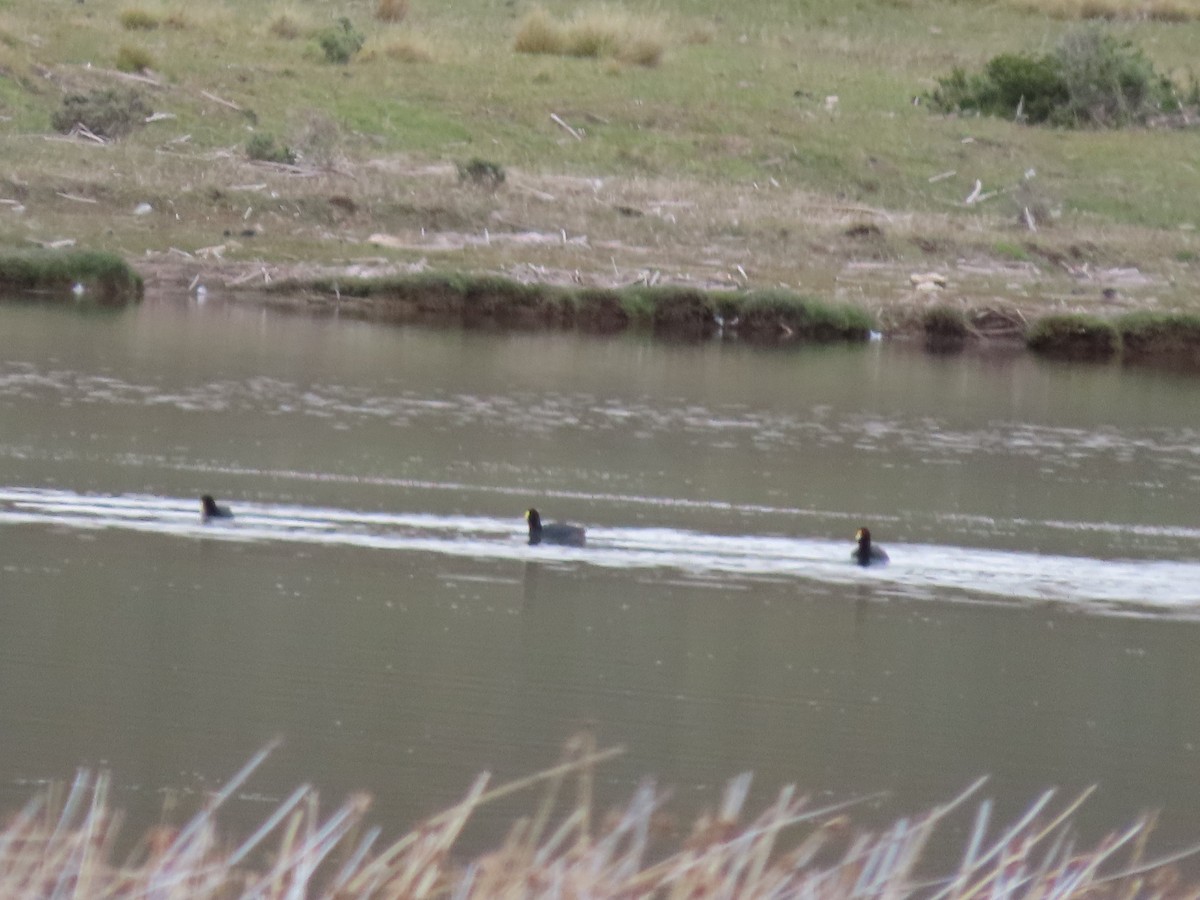 White-winged Coot - ML613480935