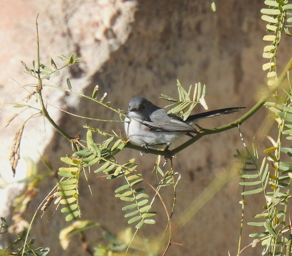 Blue-gray Gnatcatcher - Mary Tannehill