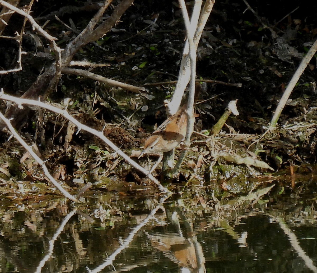 Marsh Wren - ML613480972