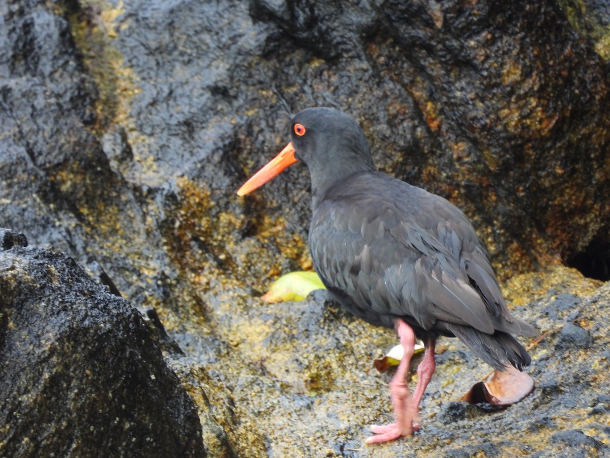 Neuseeland-Austernfischer - ML613480983