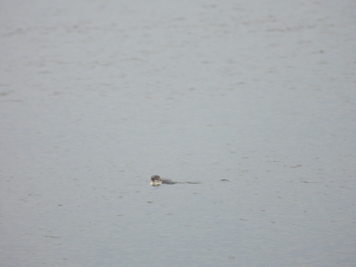 Zwergpinguin - ML613481011