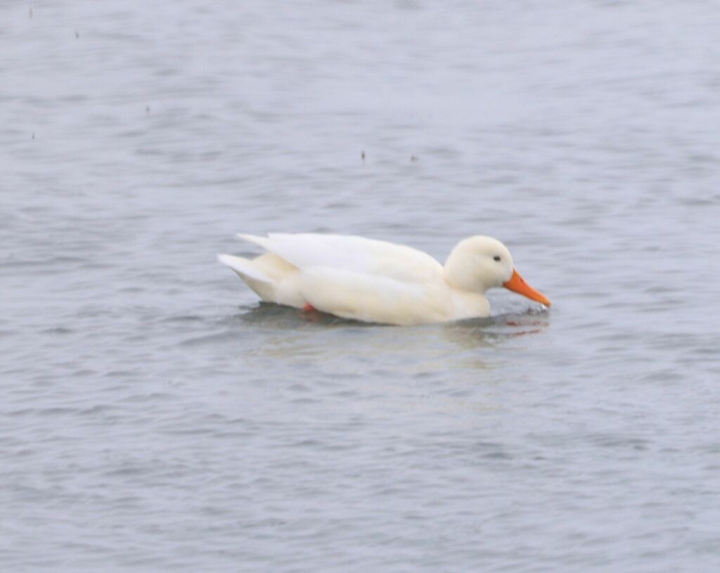 Mallard (Domestic type) - ML613481019