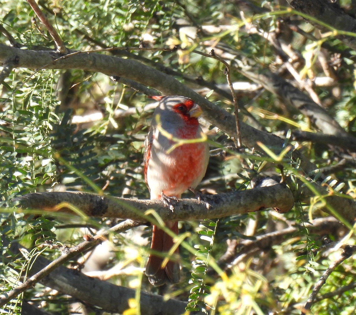 Cardinal pyrrhuloxia - ML613481025