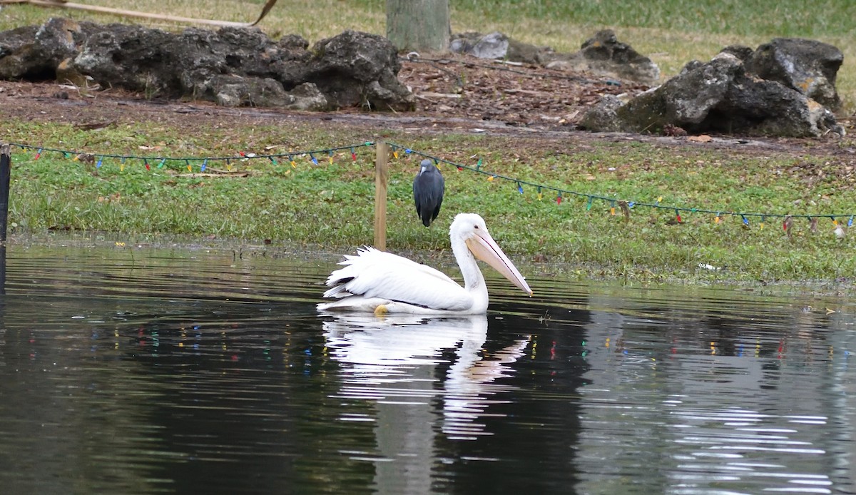 American White Pelican - ML613481034
