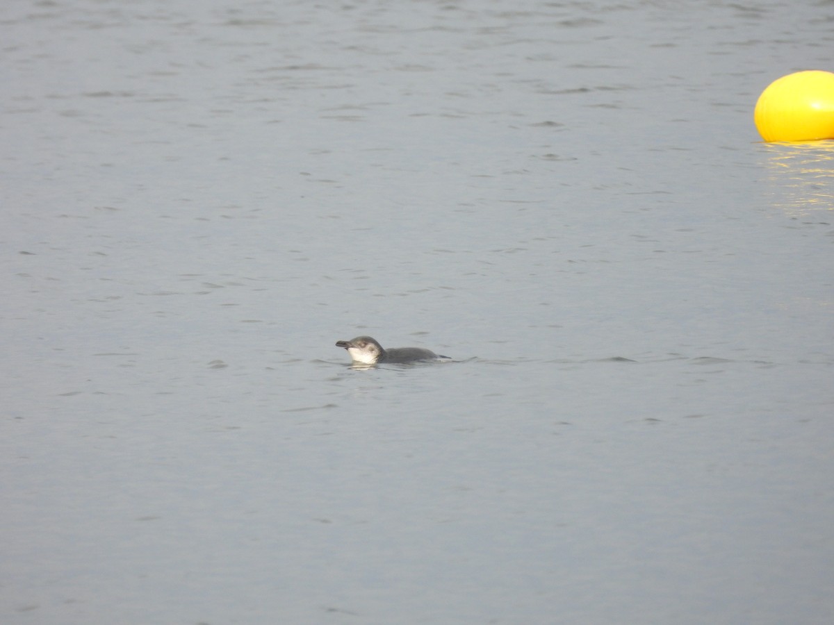 Little Penguin - ML613481035