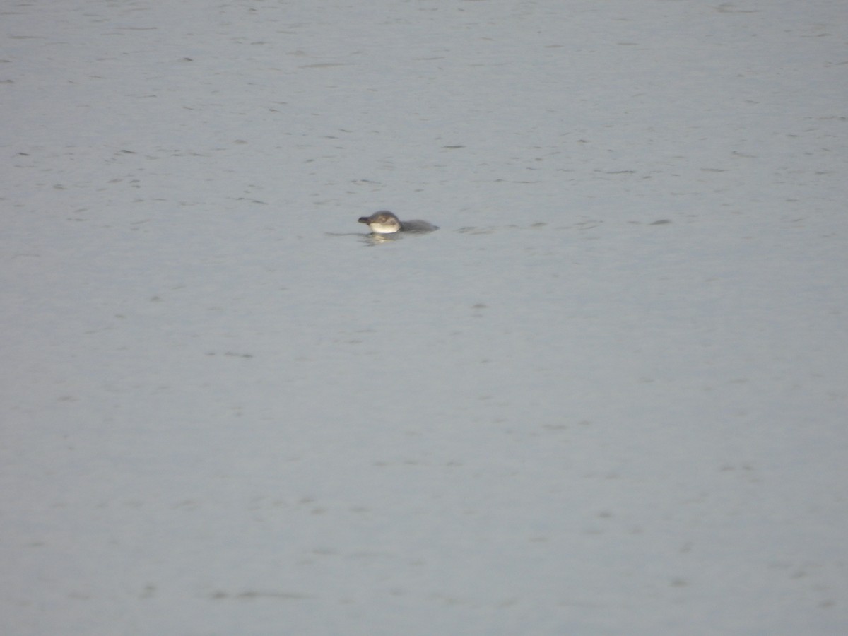 Little Penguin - ML613481037