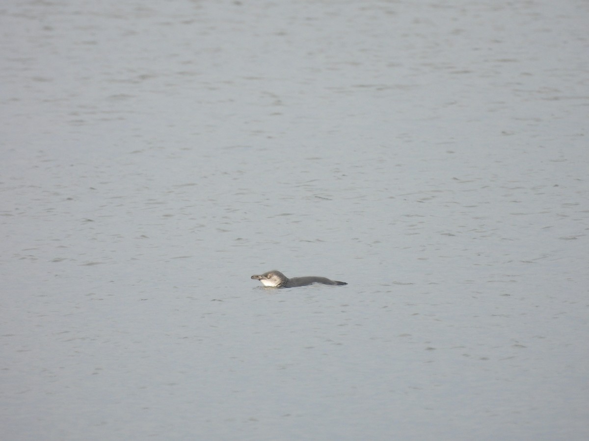 Little Penguin - ML613481038