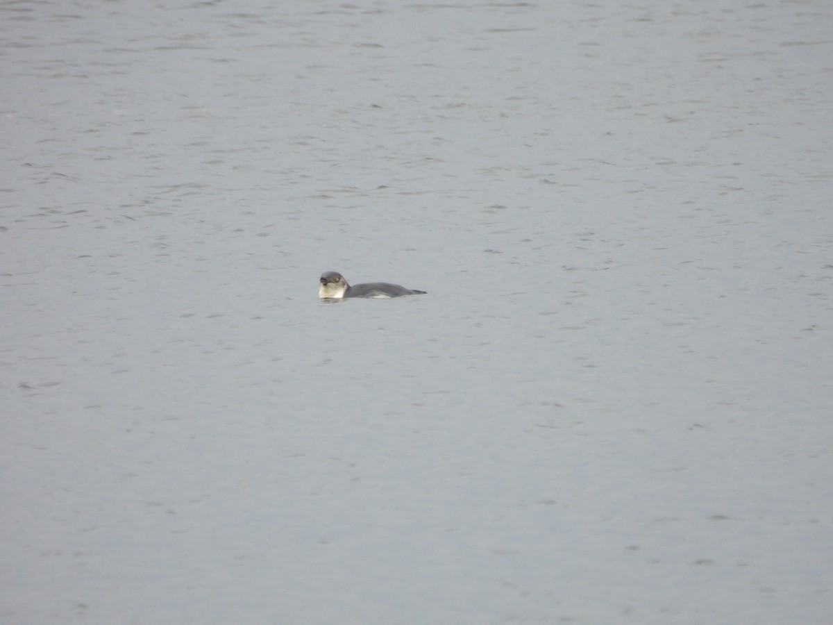 Little Penguin - ML613481039