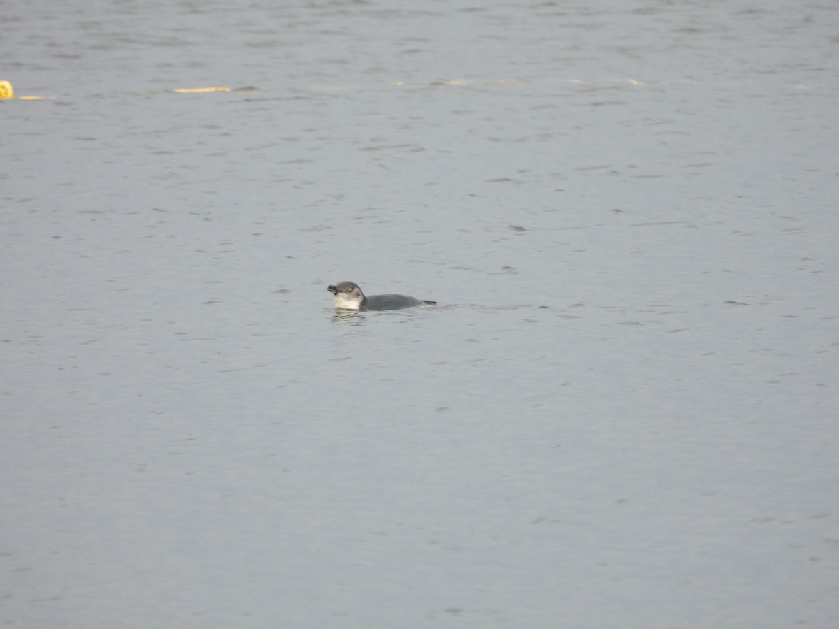 Little Penguin - ML613481041