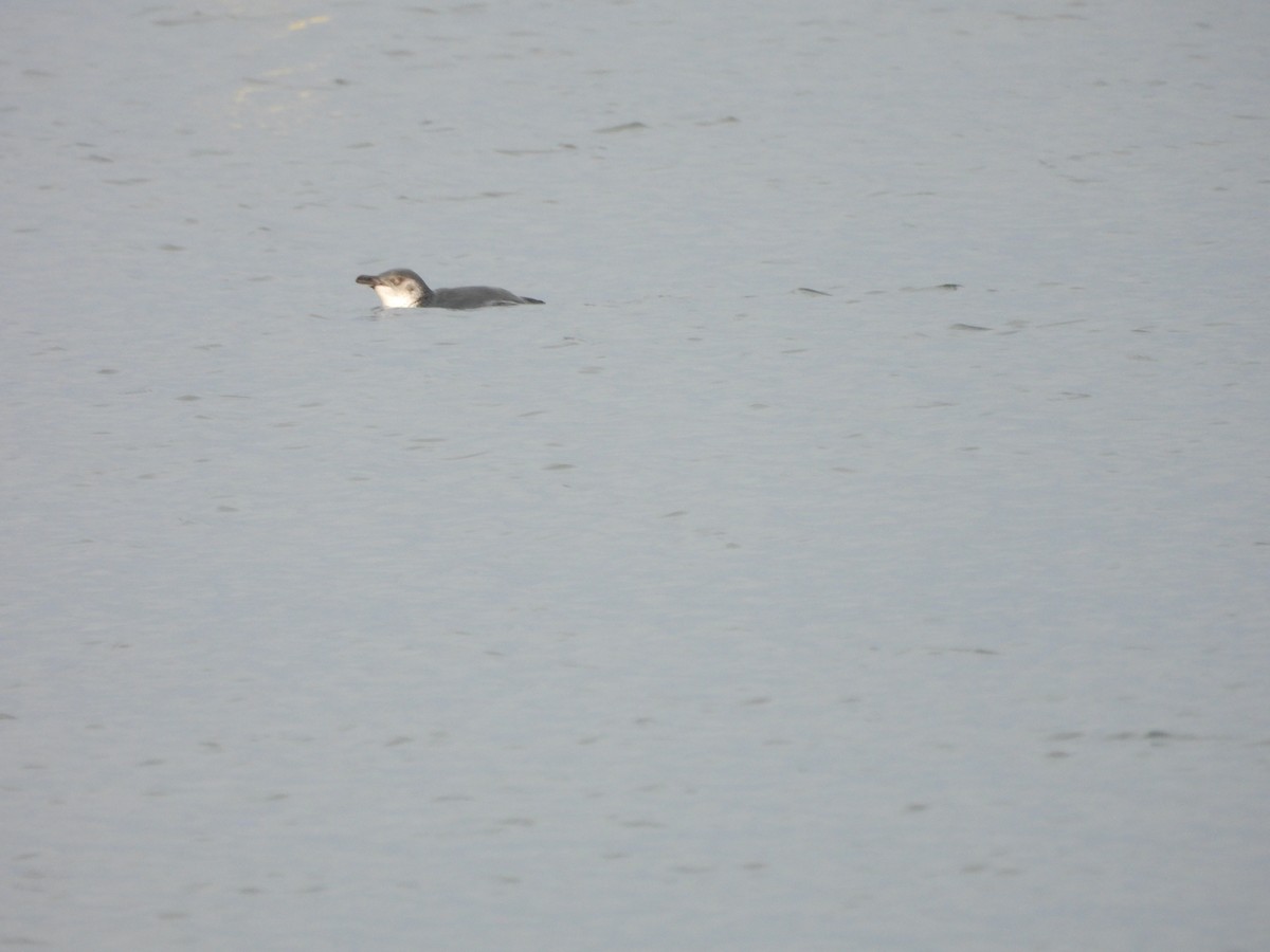 Little Penguin - ML613481042