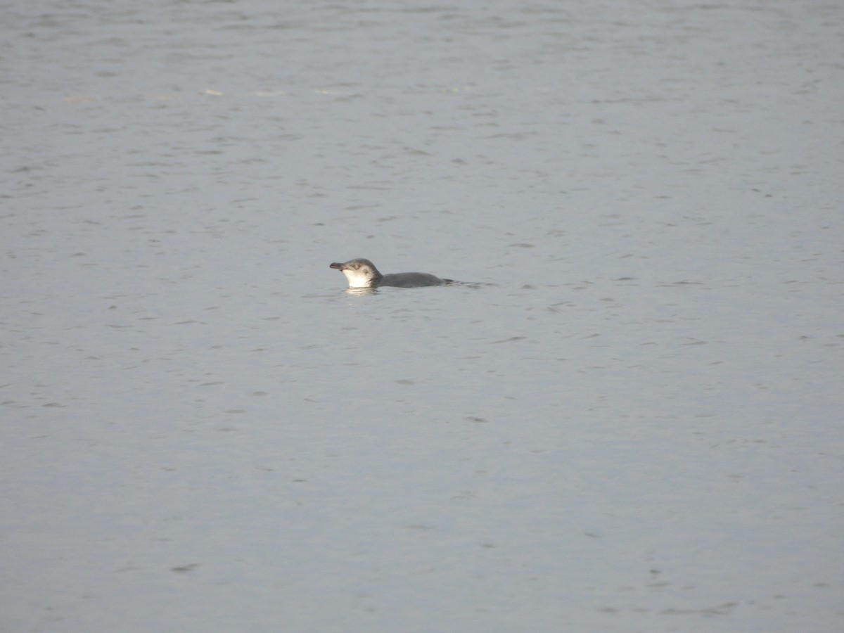 Little Penguin - ML613481043