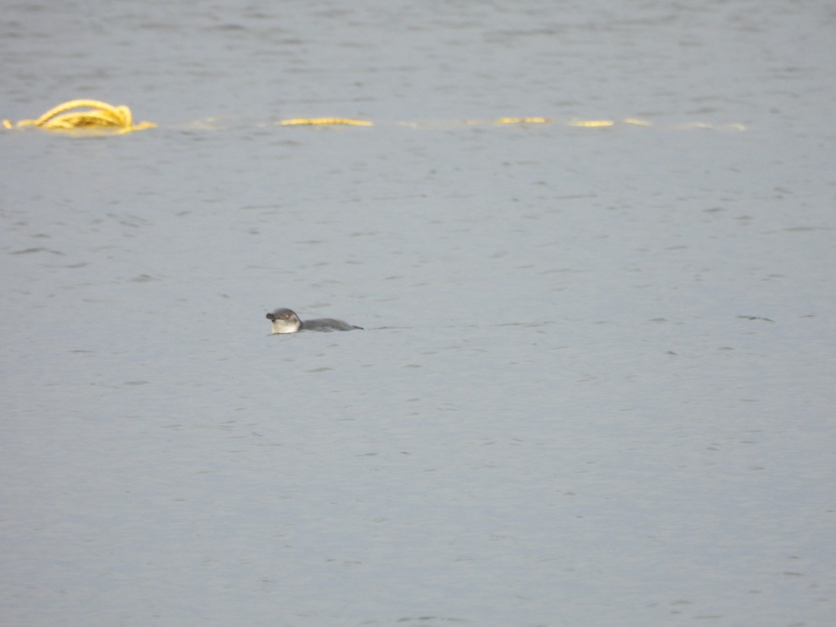 Little Penguin - ML613481044