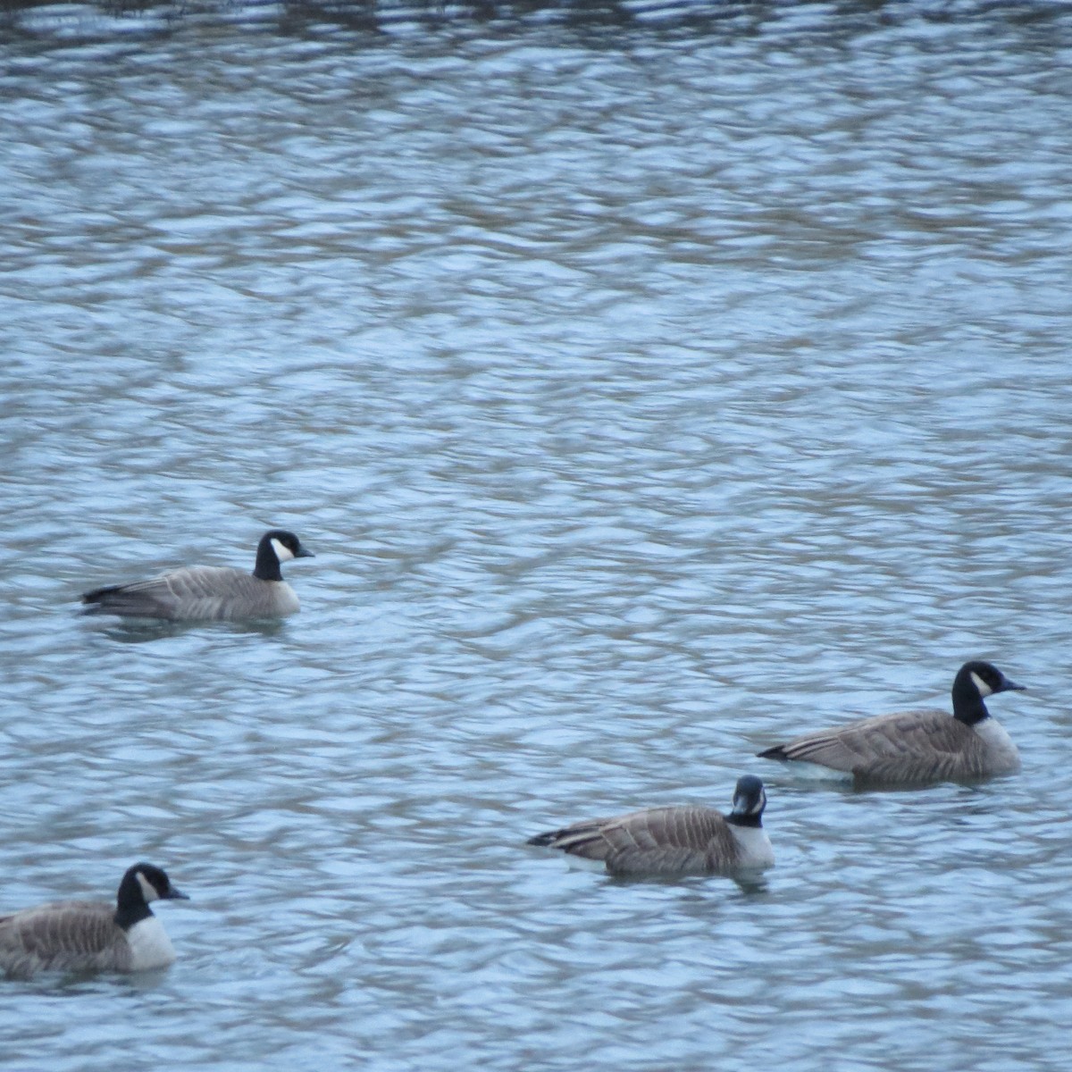 Cackling Goose - Holger Pflicke