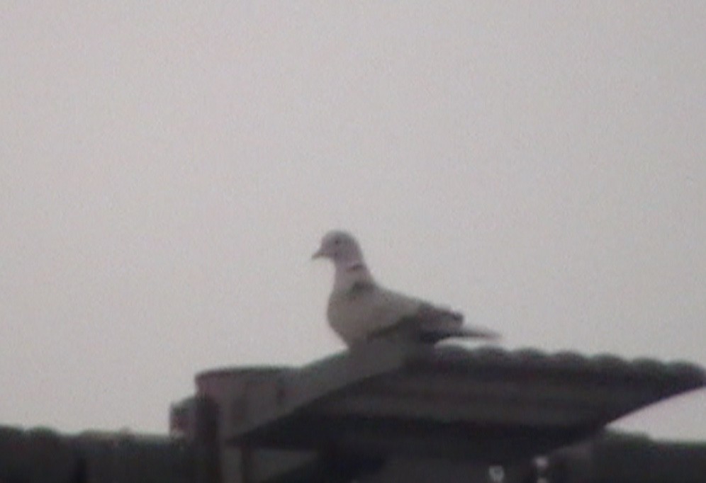 Eurasian Collared-Dove - ML613481058