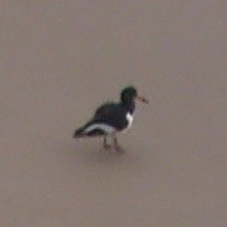 Eurasian Oystercatcher - ML613481062