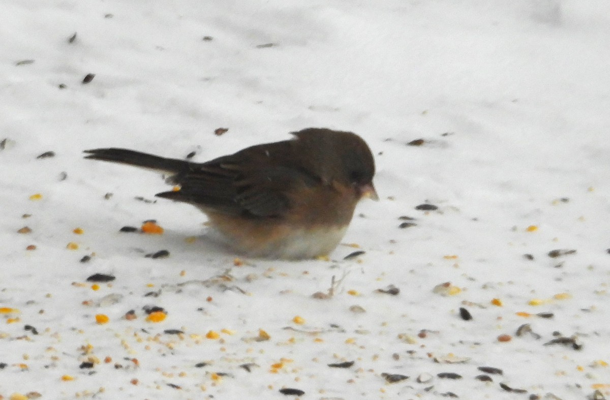 Dark-eyed Junco - ML613481107