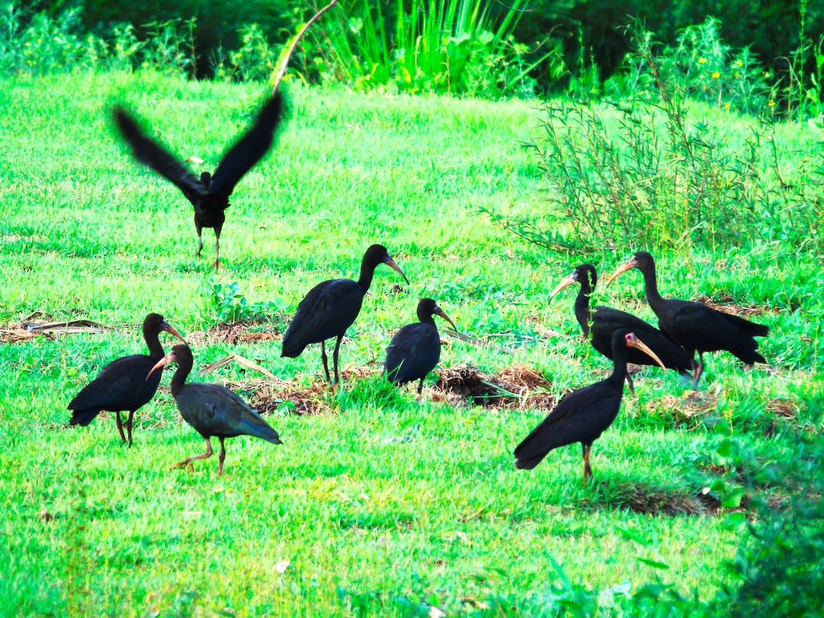 Bare-faced Ibis - ML613481159