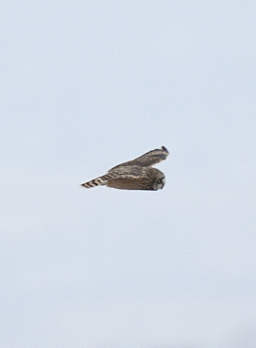 Short-eared Owl - ML613481174
