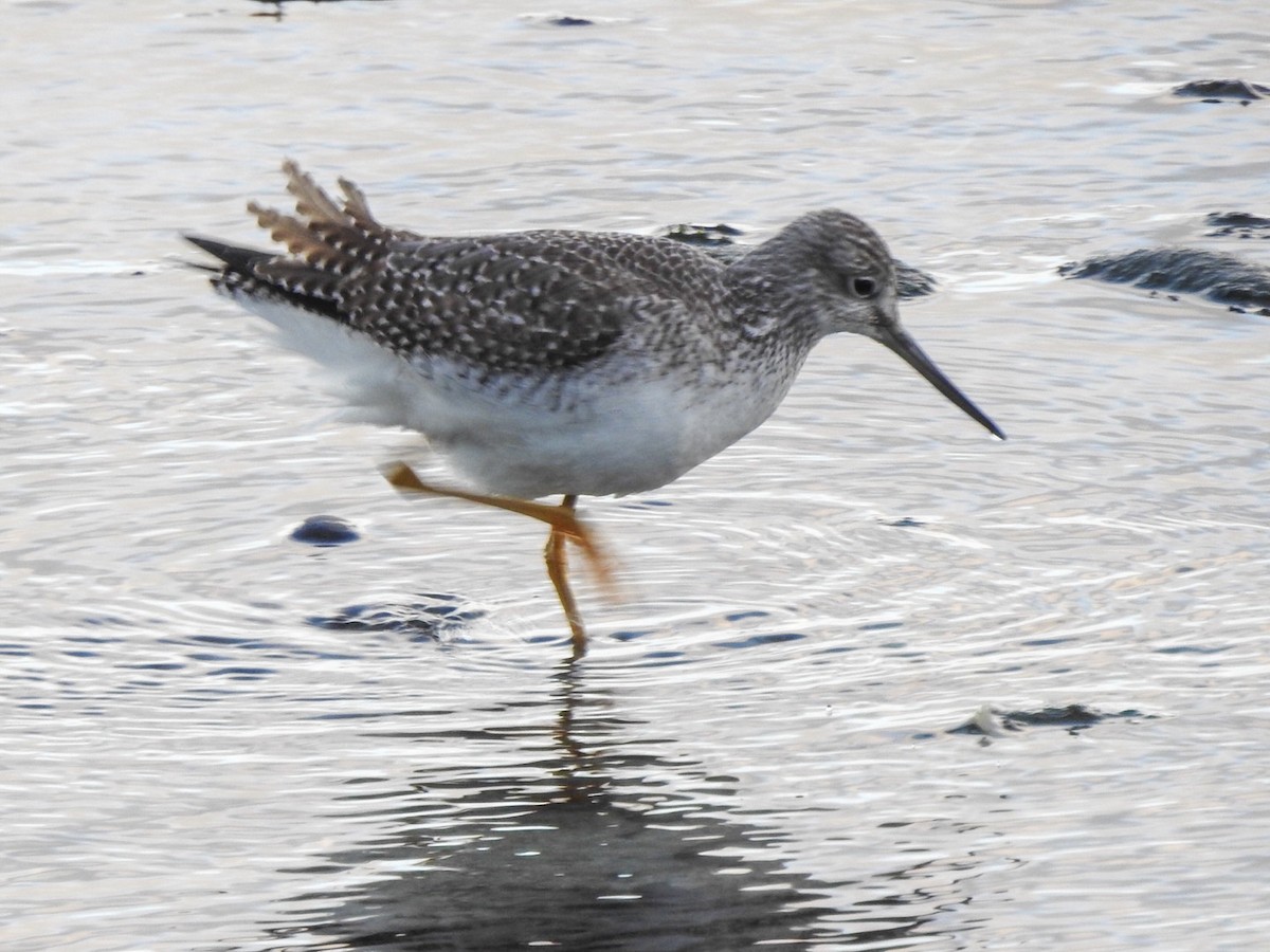 Greater Yellowlegs - ML613481260