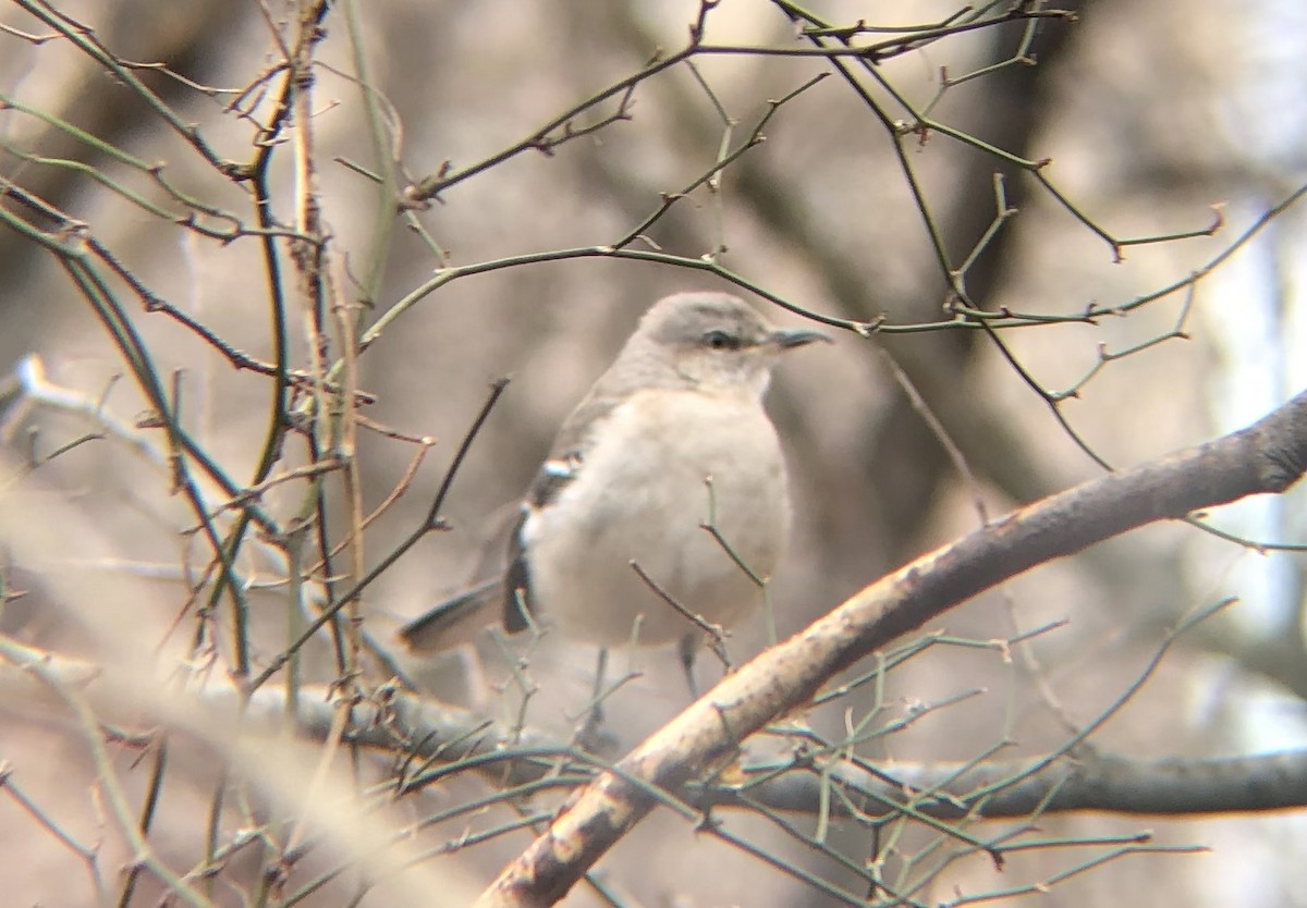 Northern Mockingbird - ML613481270