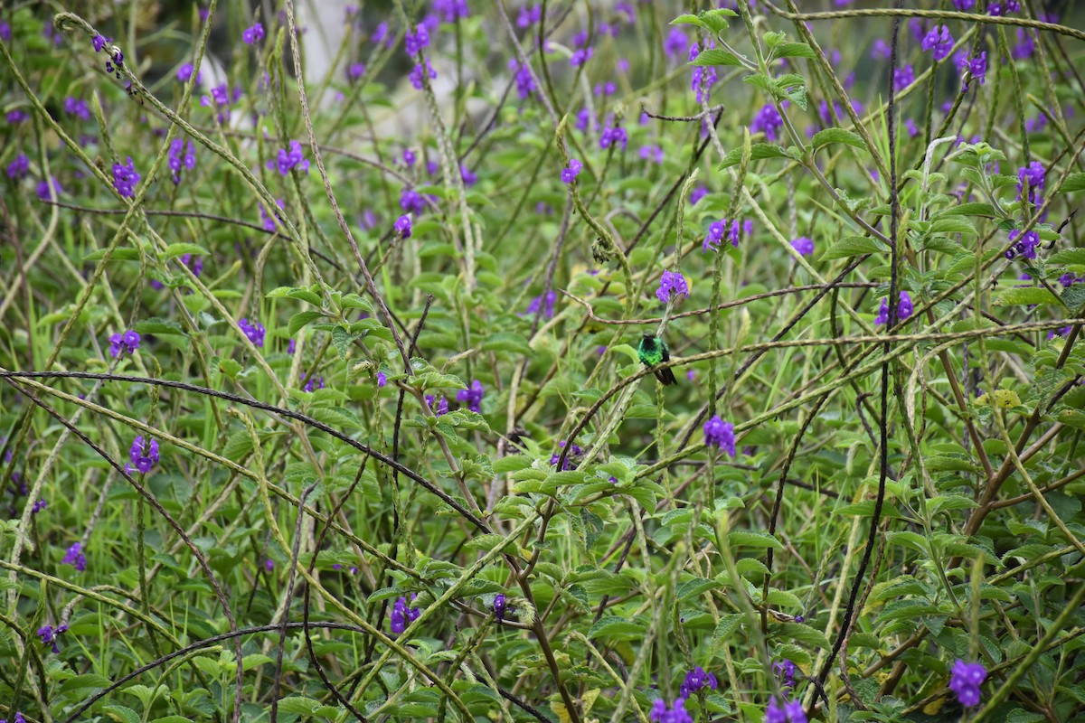 Red-billed Emerald - ML613481278