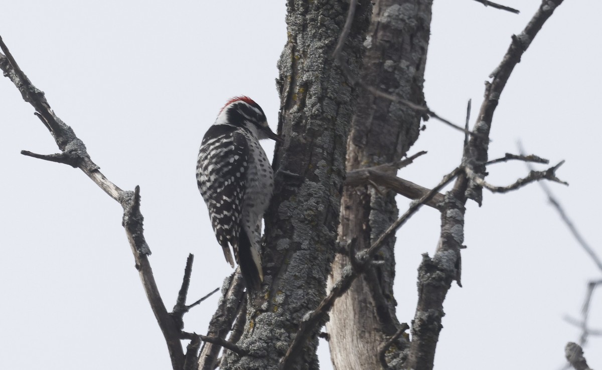 Nuttall's Woodpecker - Jim Tietz