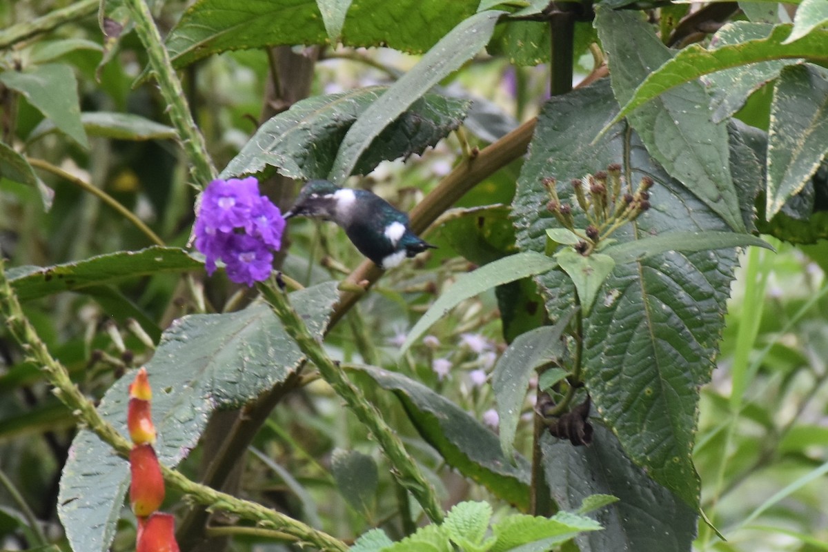 Colibrí de Heliodoro - ML613481374