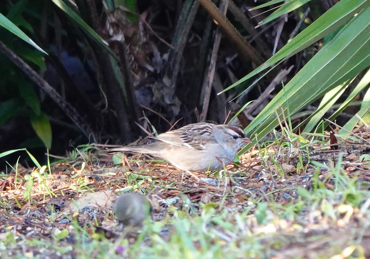 White-crowned Sparrow - Betty Beckham